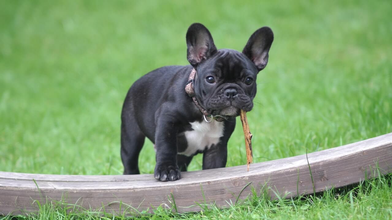 Waarom duurt het zo lang voordat mijn hond beslist waar hij gaat poepen